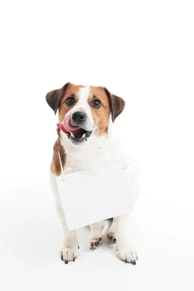 Cane affamato con un piatto segno Immagine Stock