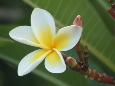 Frangipani