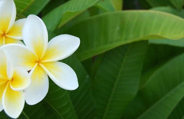 Frangipani background — Stock Photo, Image