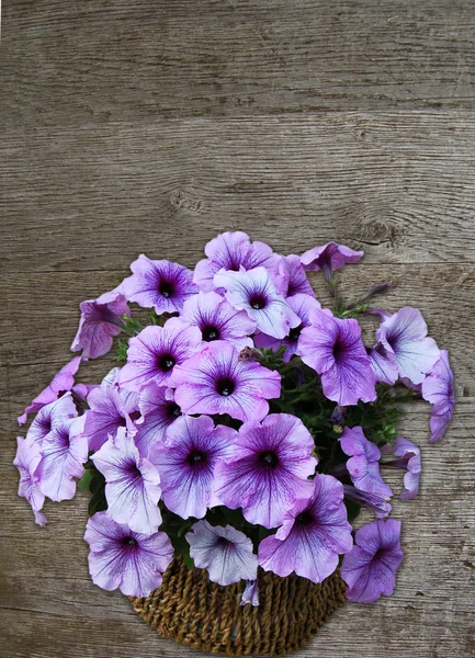 Petúnie květiny dřevěné pozadí — Stock fotografie