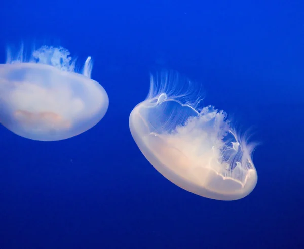 Jelly-fish — Stock Photo, Image