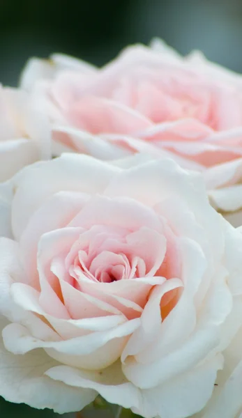 गुलाबी गुलाब — स्टॉक फ़ोटो, इमेज