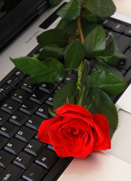 Una rosa roja en un teclado de ordenador —  Fotos de Stock