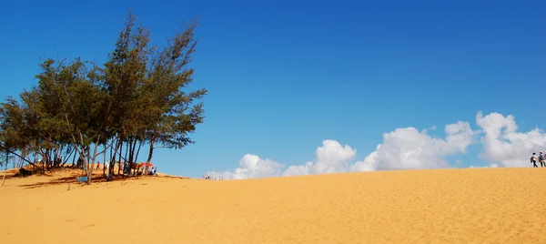 Paesaggio deserto con alberi — Foto Stock