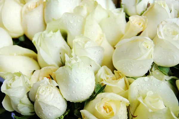 Close up of a bouquet of white roses — Stock Photo, Image