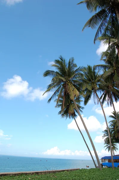 Palmiers sur la plage contre le ciel bleu — Photo