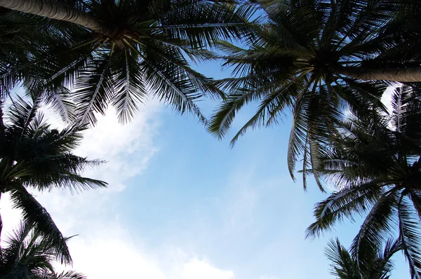 Bordo delle palme — Foto Stock