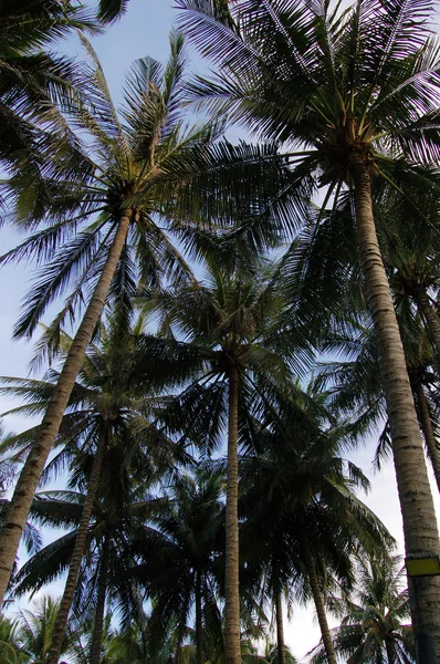 Vista para cima das palmeiras — Fotografia de Stock