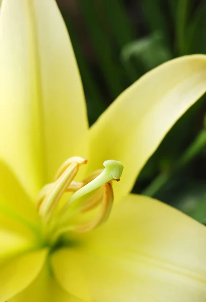 Nahaufnahme einer gelben Lilie, — Stockfoto
