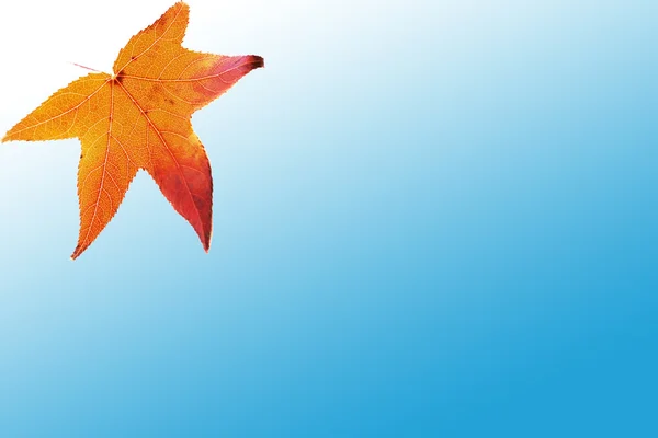 Autumn background- red leaf on blue — Stock Photo, Image