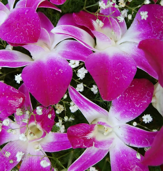 Закрыть букет орхидей — стоковое фото
