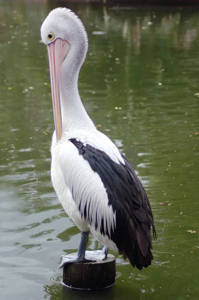 A pelican perched on a wooden stump — Stock Photo, Image