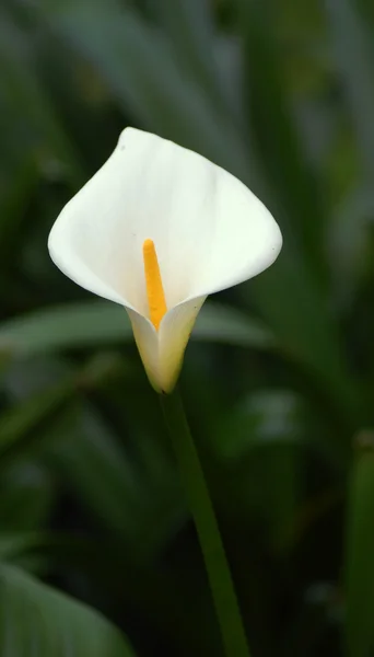 A close up of a cala lily — Stock Photo, Image