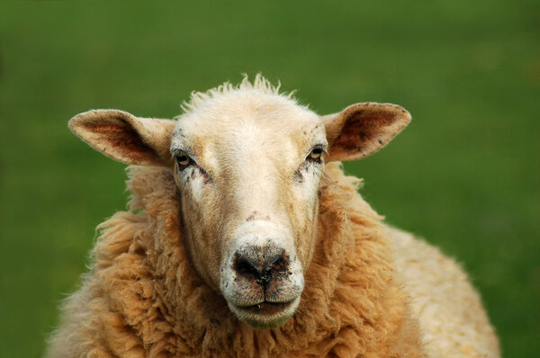 Close up of a sheep