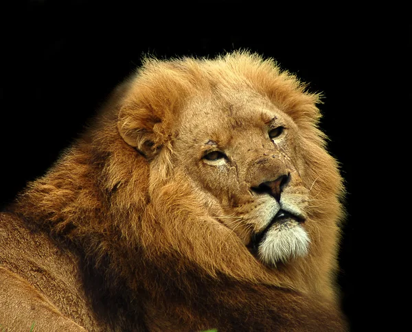 Close up of a lion isolated on black Stock Photo by ©chagall 27140789
