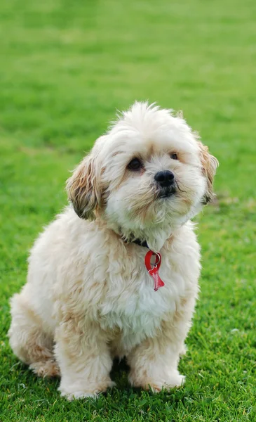 Perfect pet — Stock Photo, Image