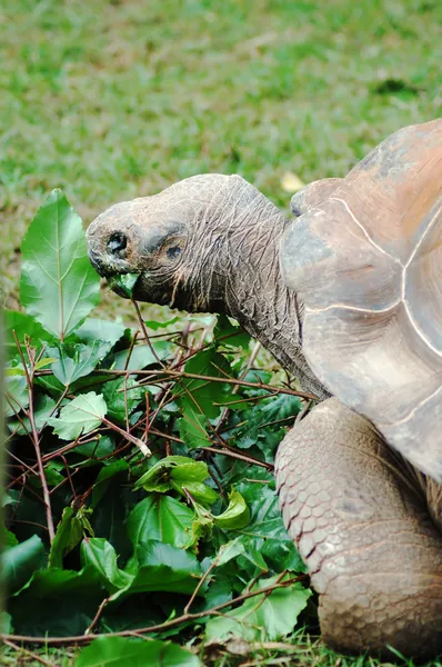 Tortoise eating leaves — Stock Photo, Image