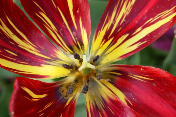 Tulipa — Fotografia de Stock