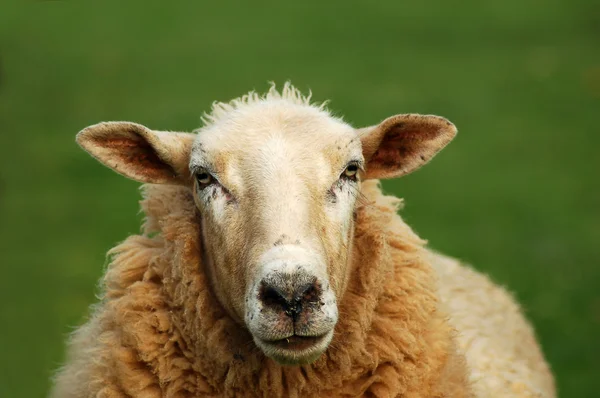 Perto de uma ovelha — Fotografia de Stock