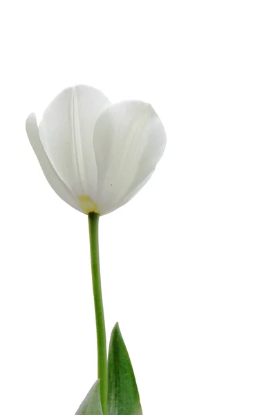 White tulip — Stock Photo, Image