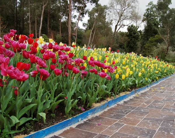 Tulips — Stock Photo, Image