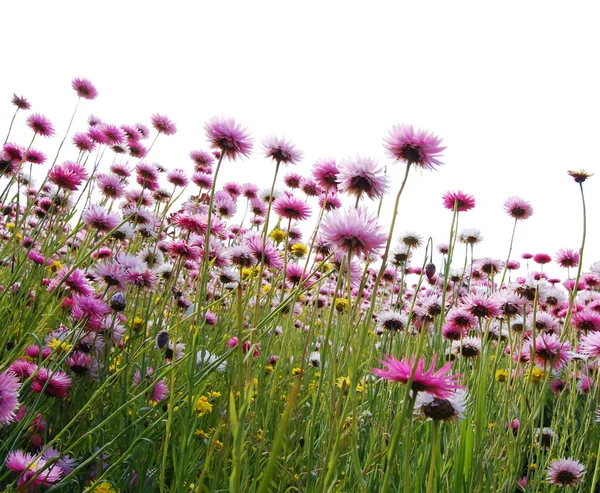 Flores rosadas en un campo Imágenes de stock libres de derechos