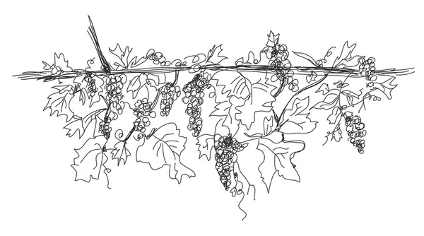 Ręcznie rysowane transparent winogron — Wektor stockowy