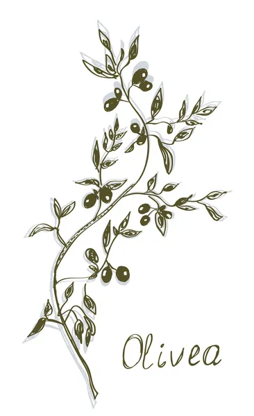zeytin dalı resim elle çizilmiş