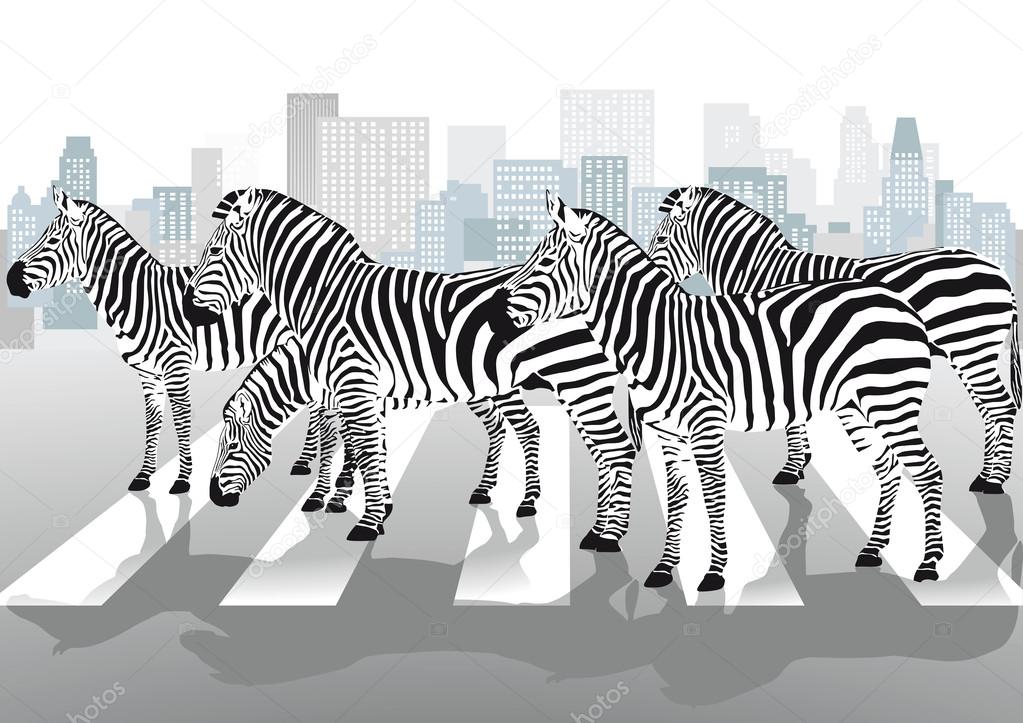 Zebras on pedestrian crossing