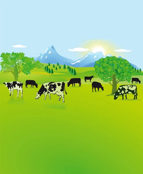 Mountain landscape with black, white cows — Stock Vector