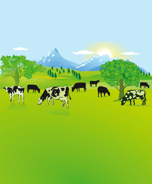 Mountain landscape with black, white cows