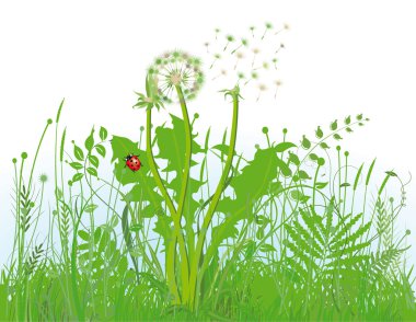 Grasses and meadow clipart