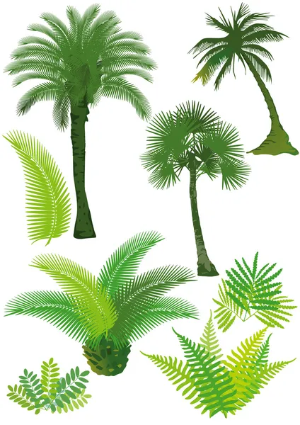 Palme e felci — Vettoriale Stock