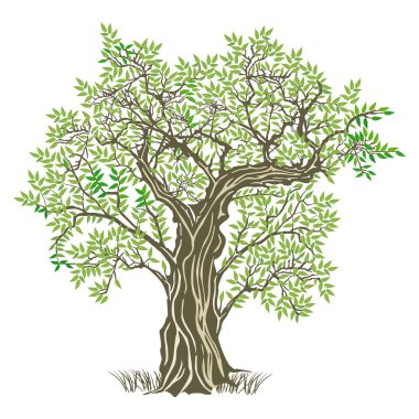eski zeytin ağacı