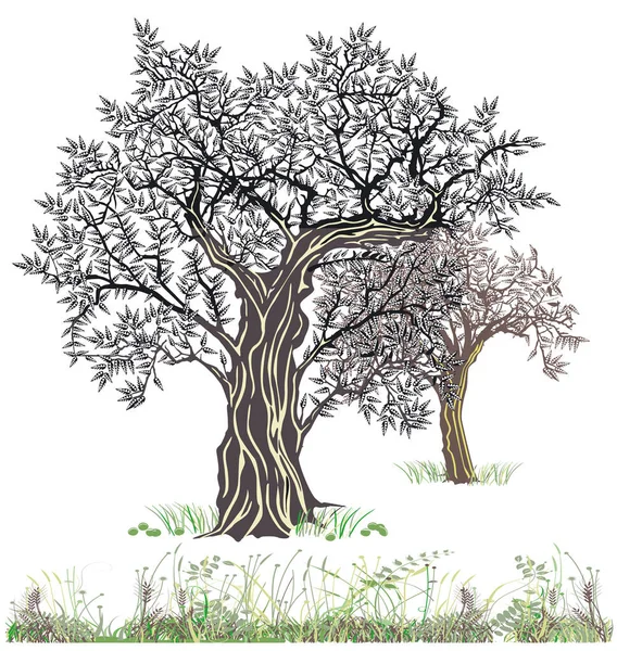 Oliveiras Velhas Natureza Ilustração Isolada Sobre Fundo Branco — Vetor de Stock