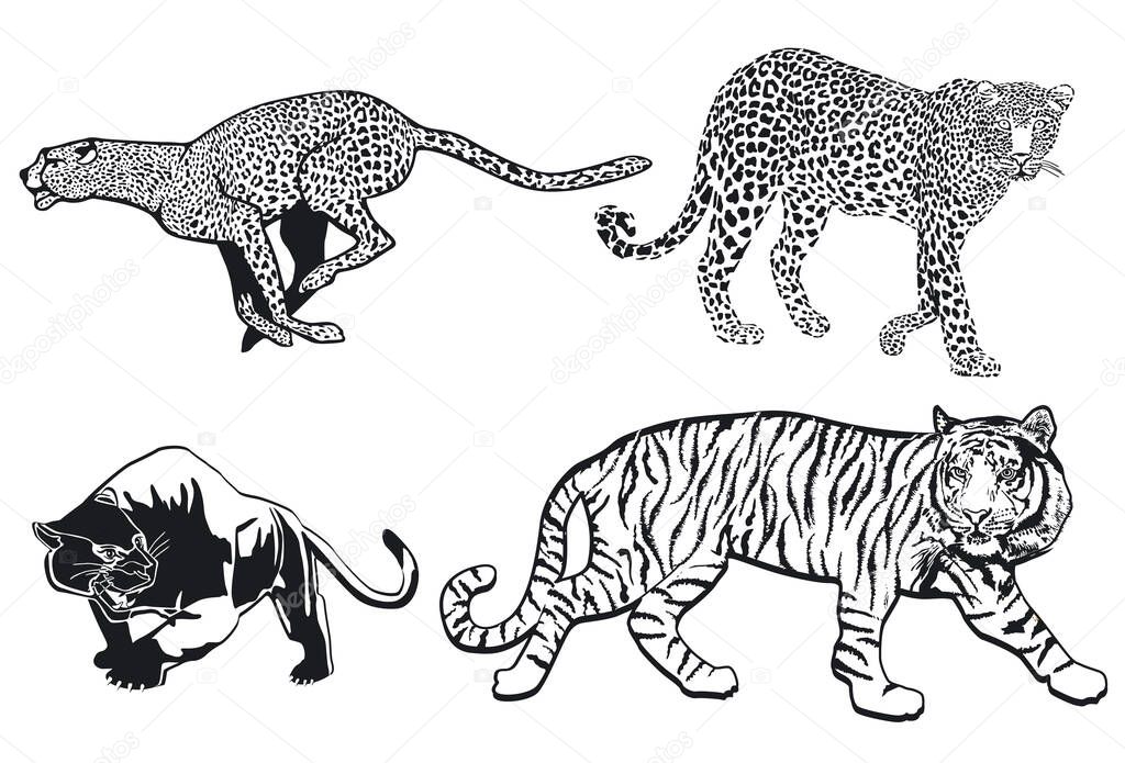 Tiger Leopard Panter Cheetah, isolated on white background. illustration