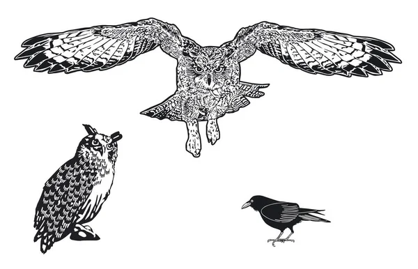 Uhu Owl Raven Isolated Illustration — Stock Vector