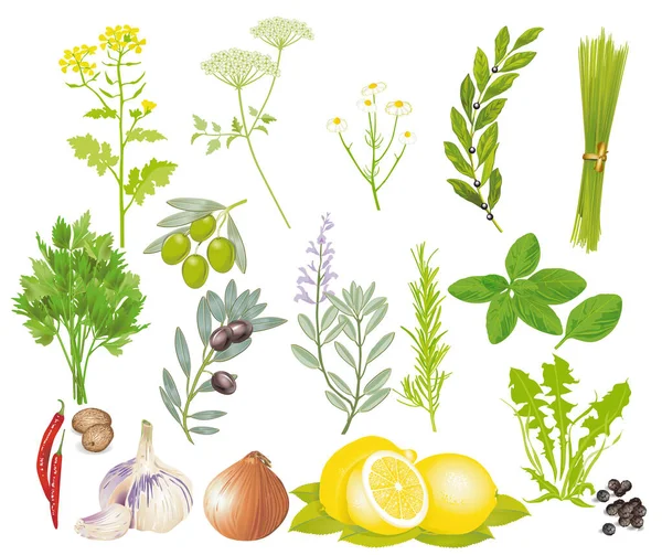 Herbs Spices Isolated Illustration — Stockvektor