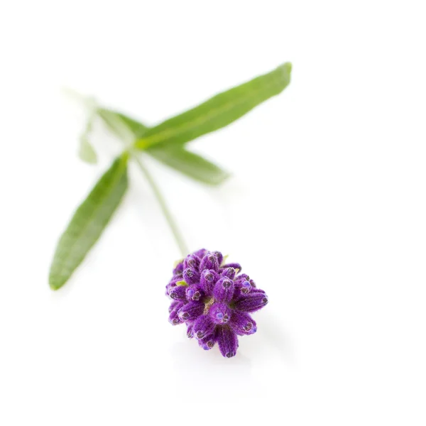 Rama de lavanda — Foto de Stock