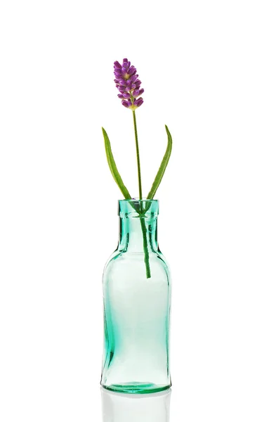 Lavendel — Stockfoto