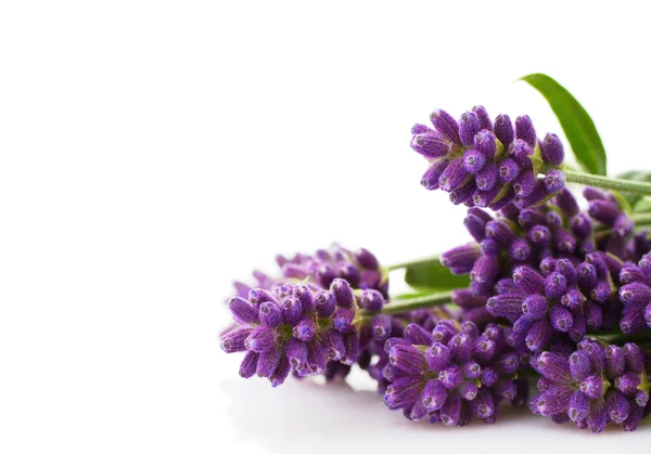 Lavendel bos — Stockfoto