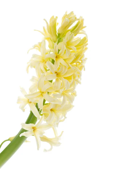 Gele hyacint — Stockfoto