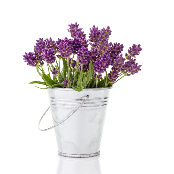 Lavanda en un cubo de metal —  Fotos de Stock