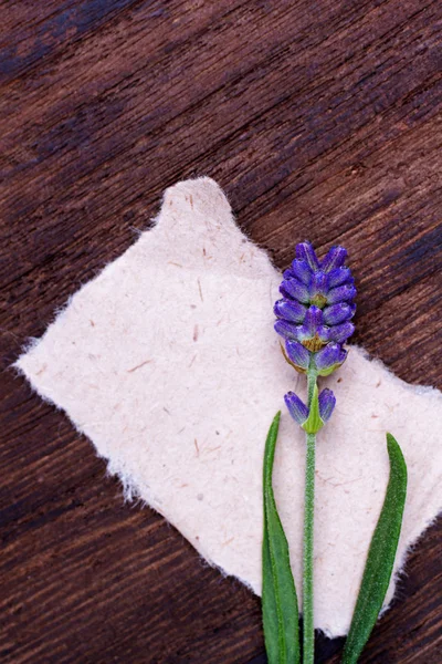 Lavanda sobre fundo de madeira — Fotografia de Stock