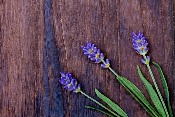 Takken van een lavendel — Stockfoto