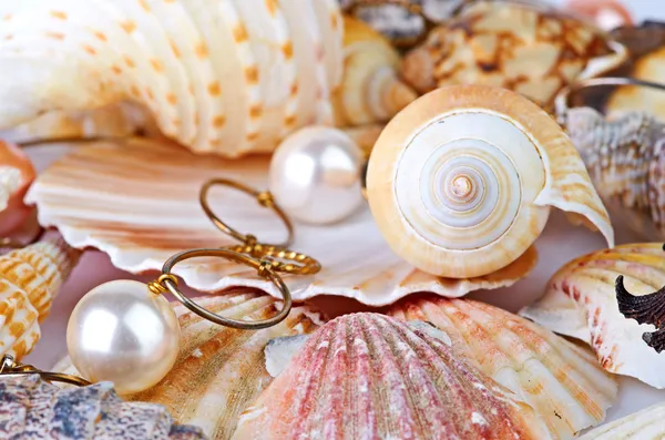 ᐈ Sea snail stock images, Royalty Free sea snail photos | download on ...