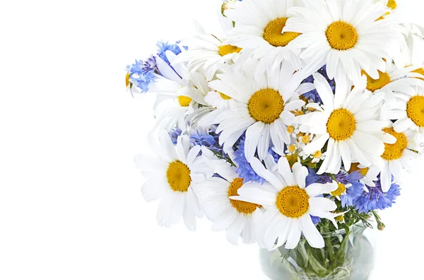 Pictures of daisies