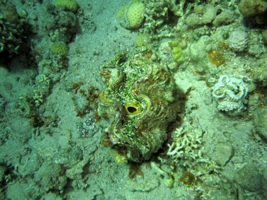Kabuklu deniz hayvanı.