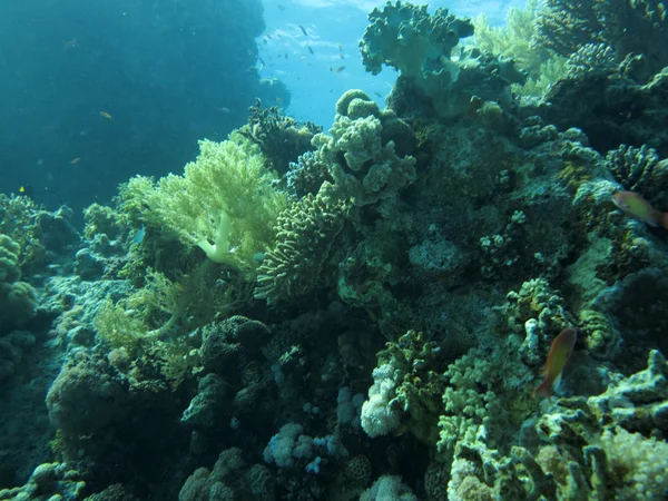 Underwater scenery — Stock Photo, Image