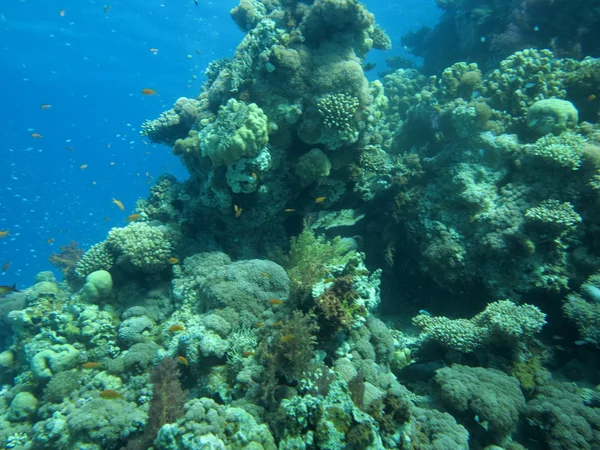 Paesaggio subacqueo — Foto Stock